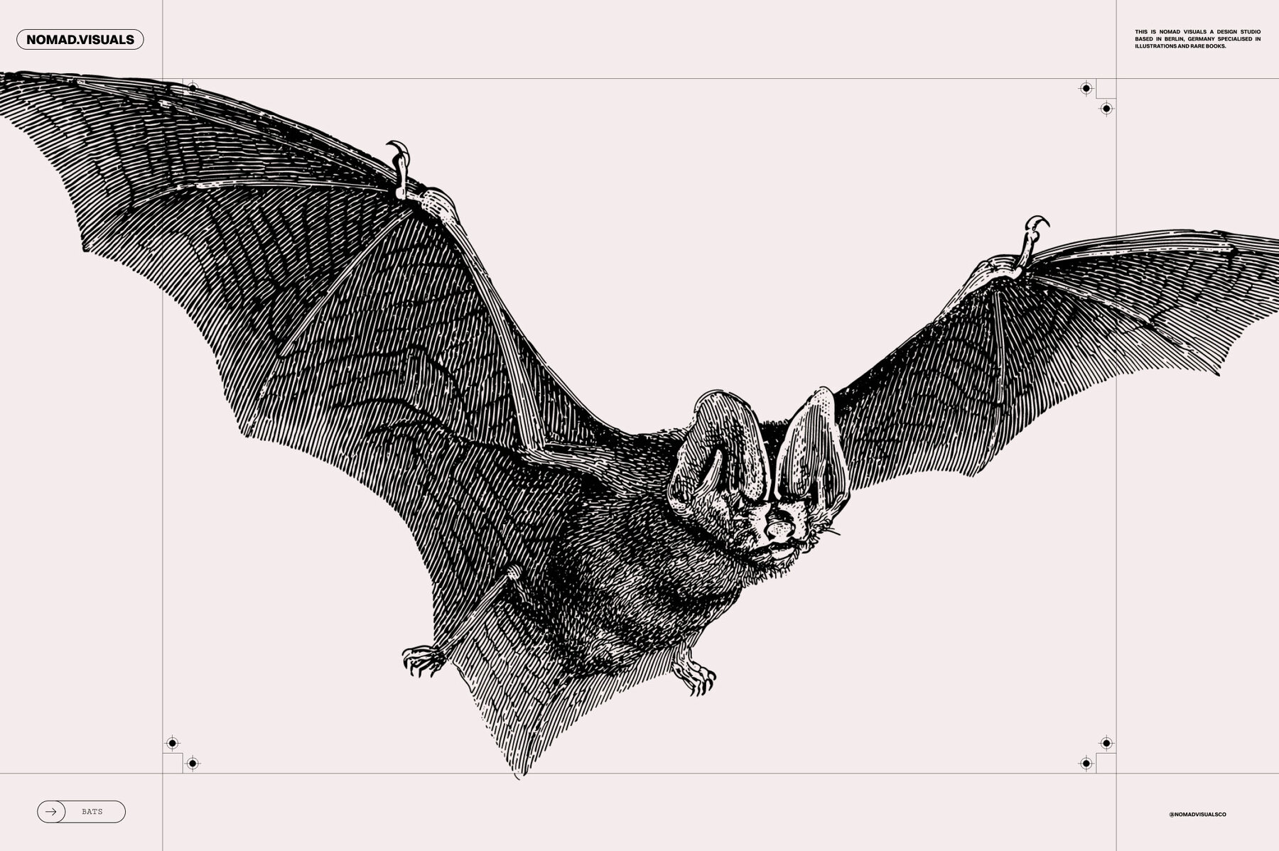 Bats of the World 11