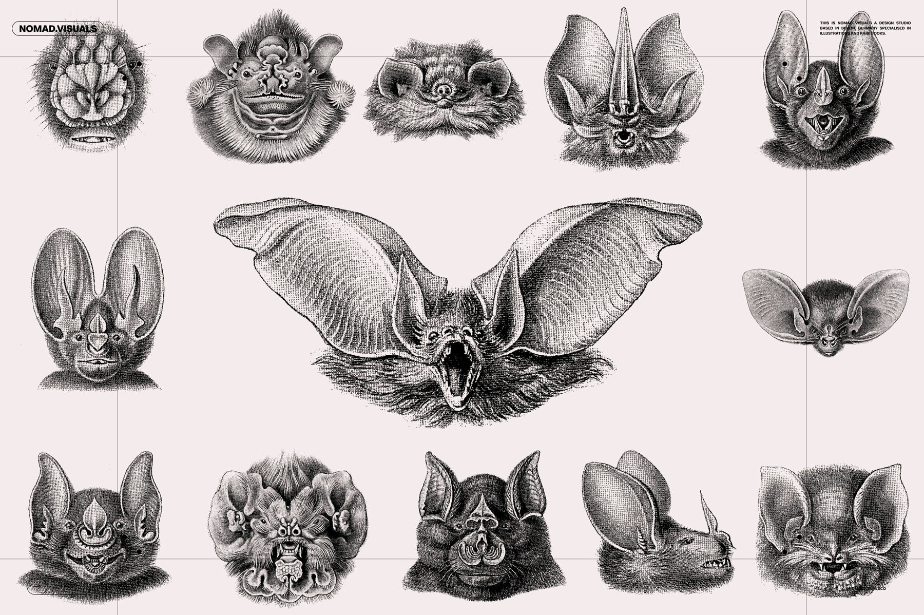 Bats of the World 13