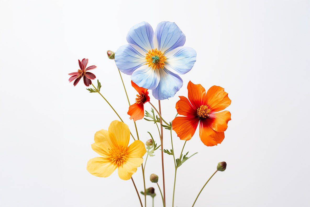Flat lay wild flowers 7