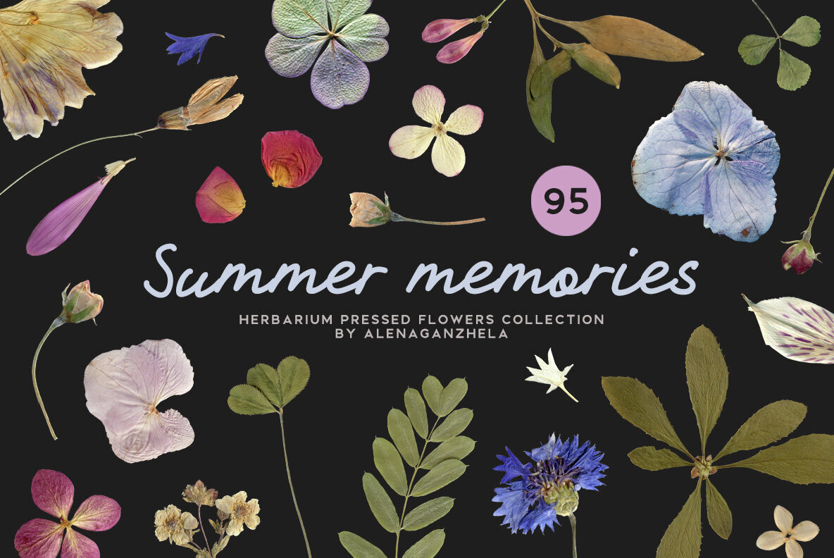 Summer Memories Dried Herbarium Flowers 1