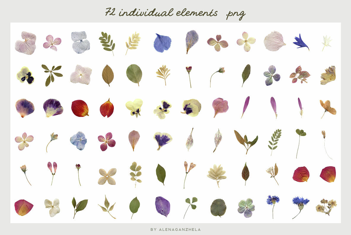 Summer Memories Dried Herbarium Flowers 3