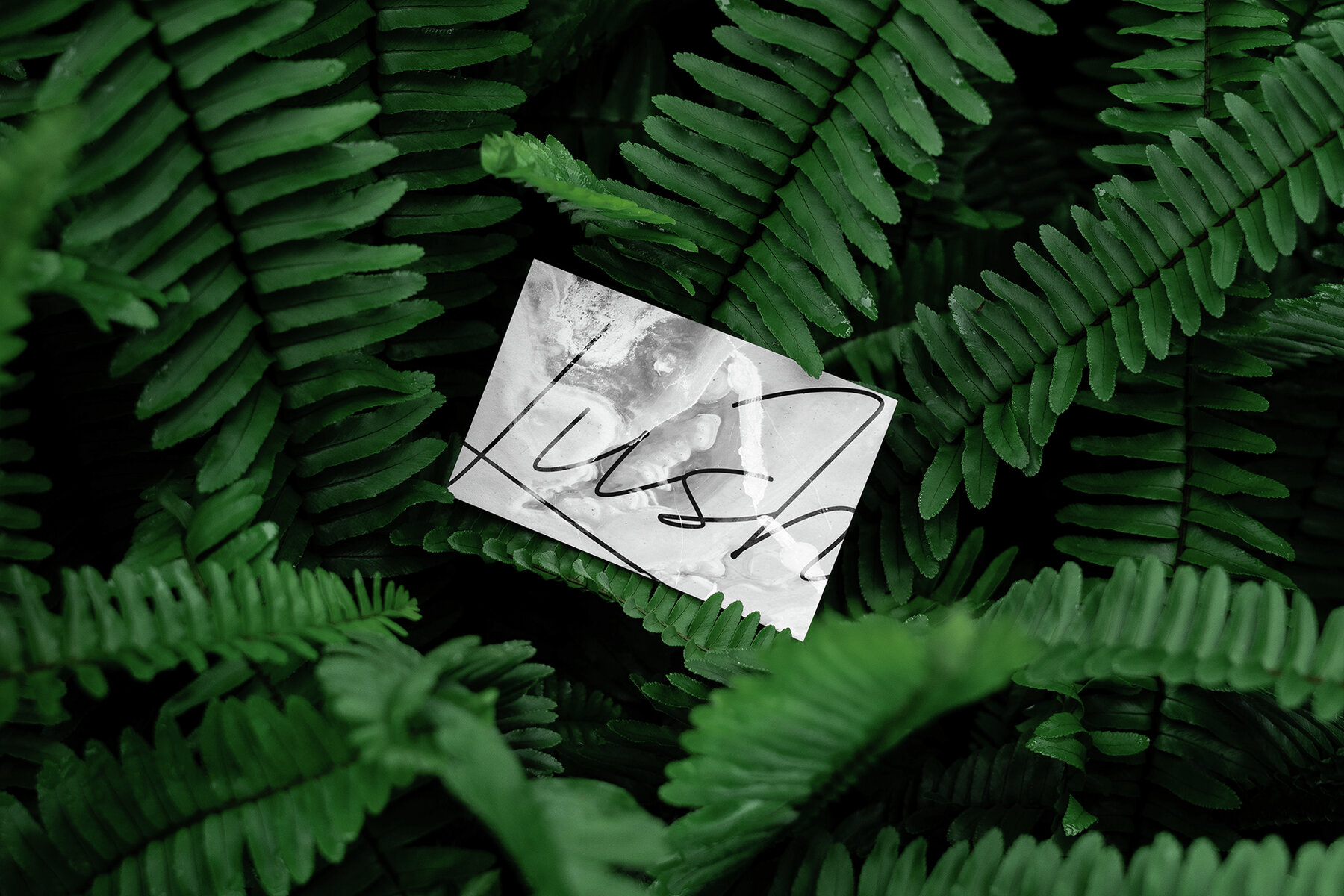 Branding Mockups Lush Series 01 5