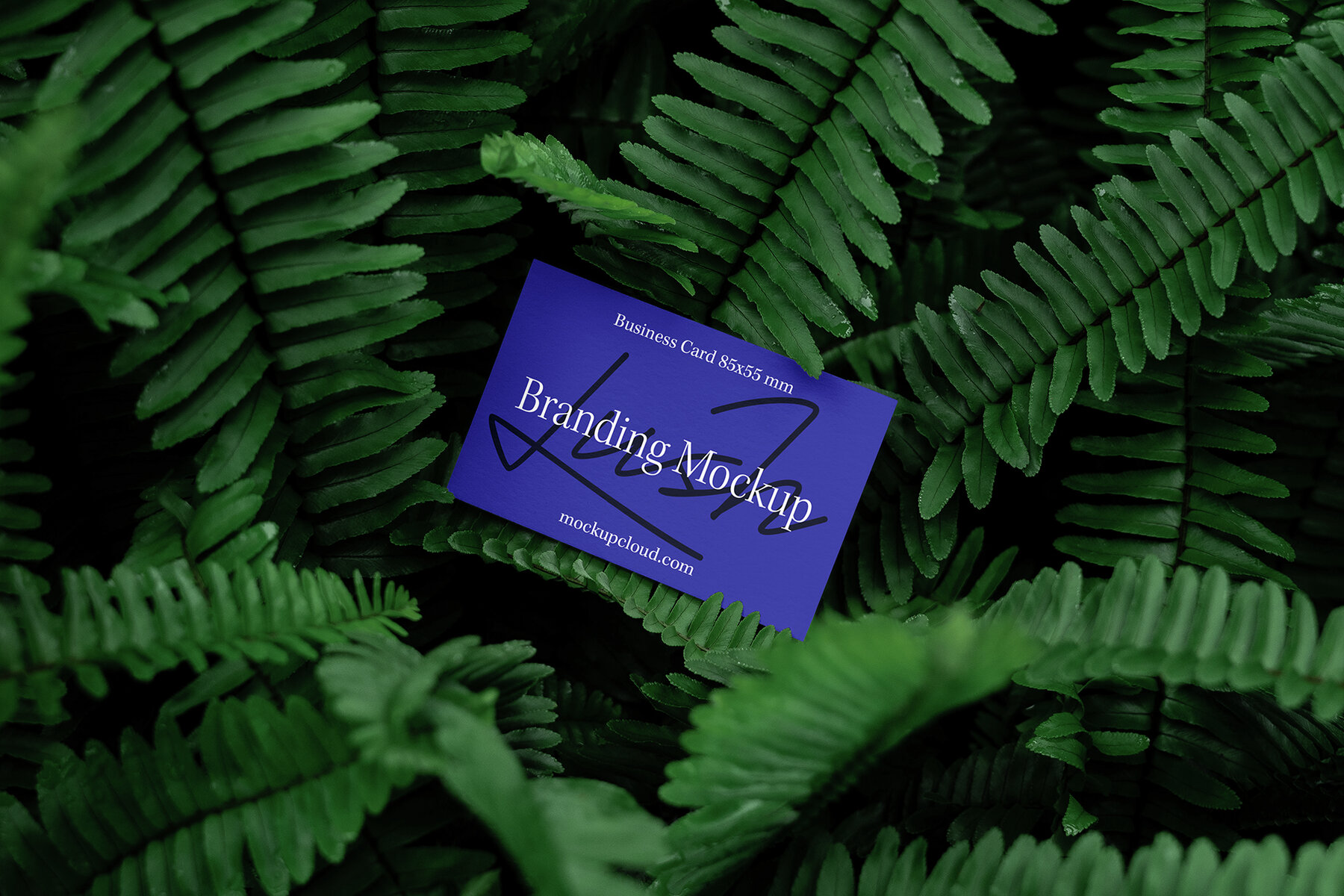 Branding Mockups Lush Series 01 6