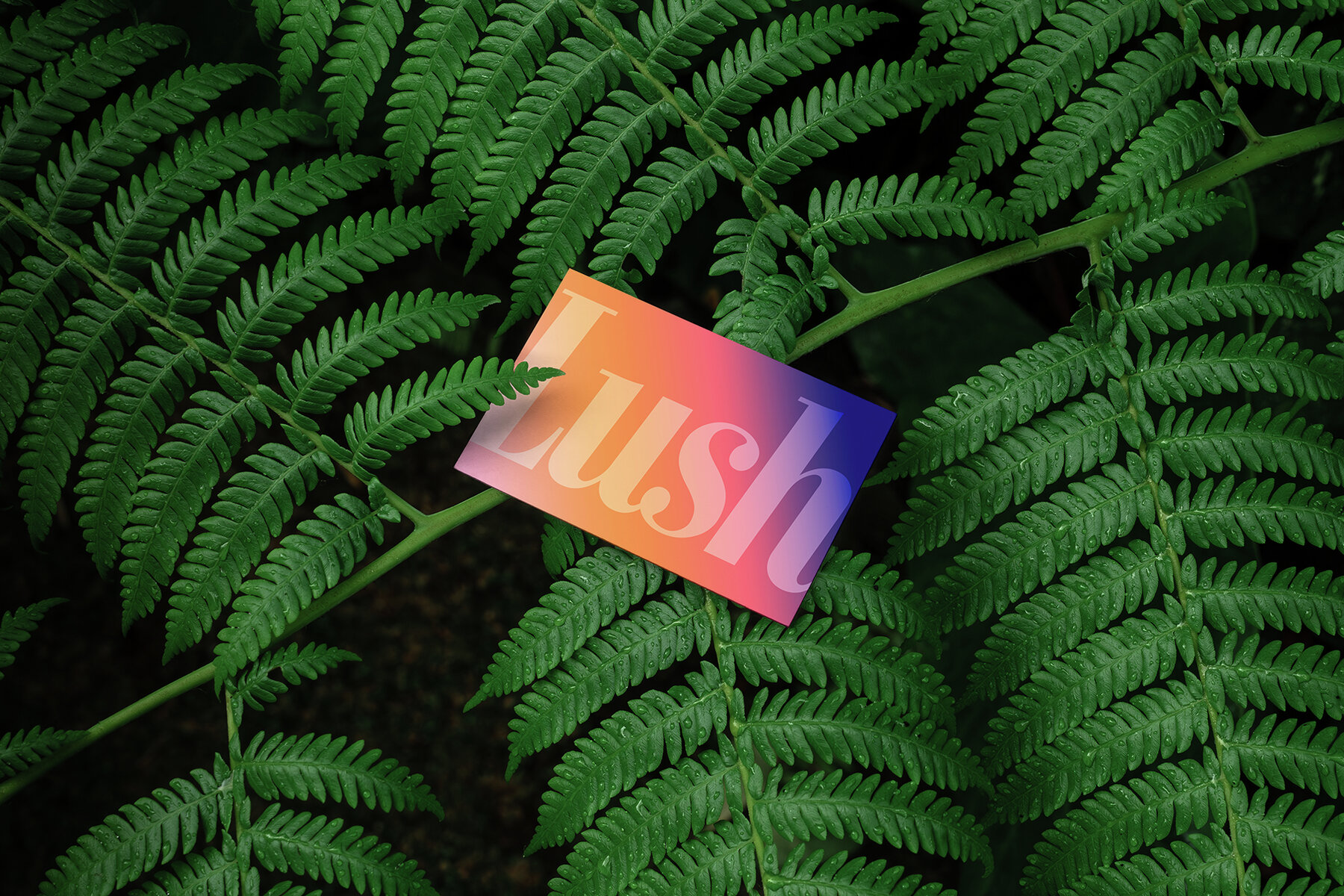 Branding Mockups Lush Series 02 6