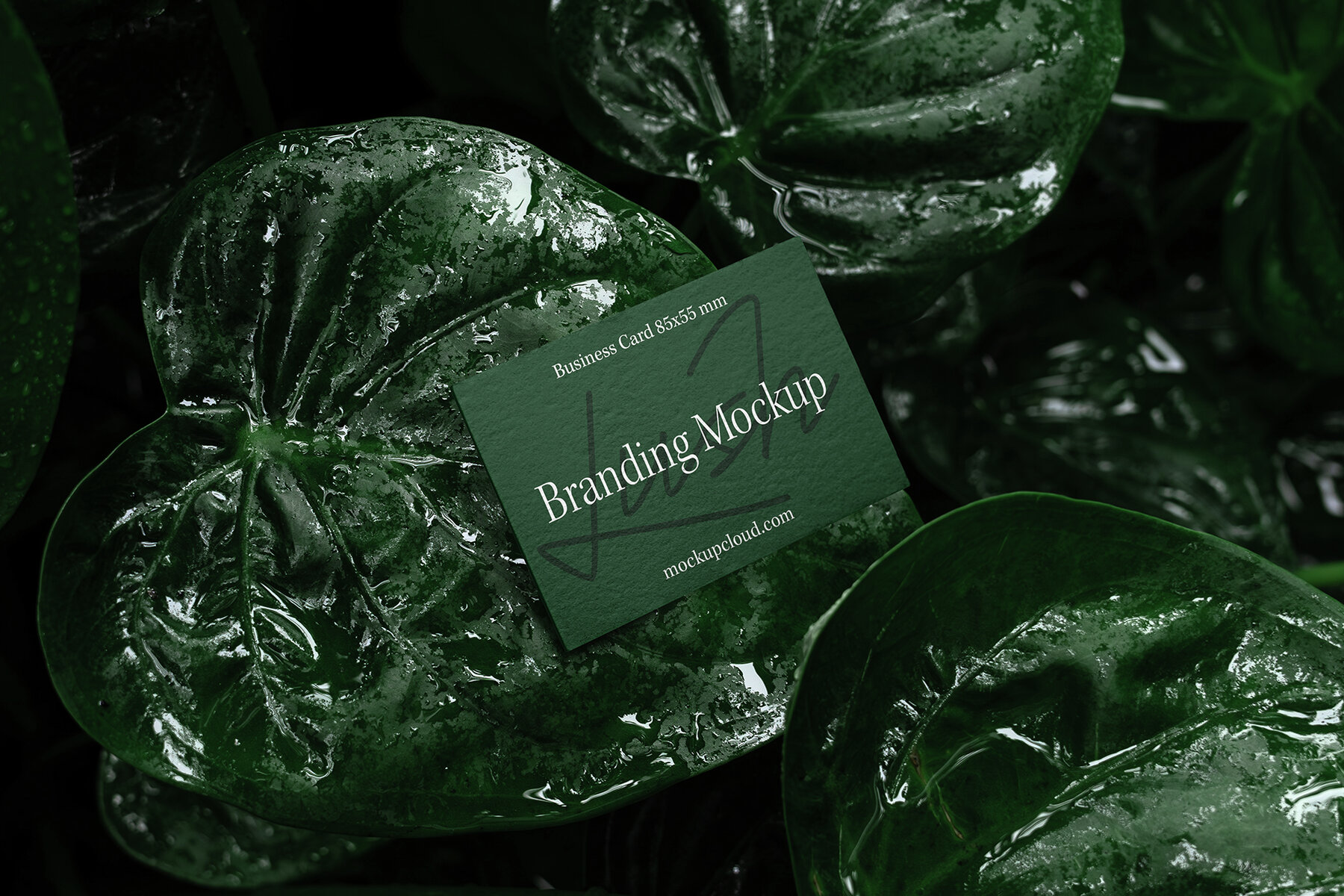 Branding Mockups Lush Series 04 5