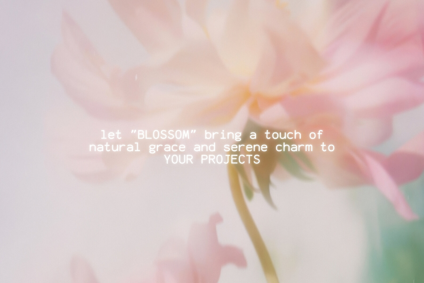 20 Soft Blurred Florals Backgrounds 11