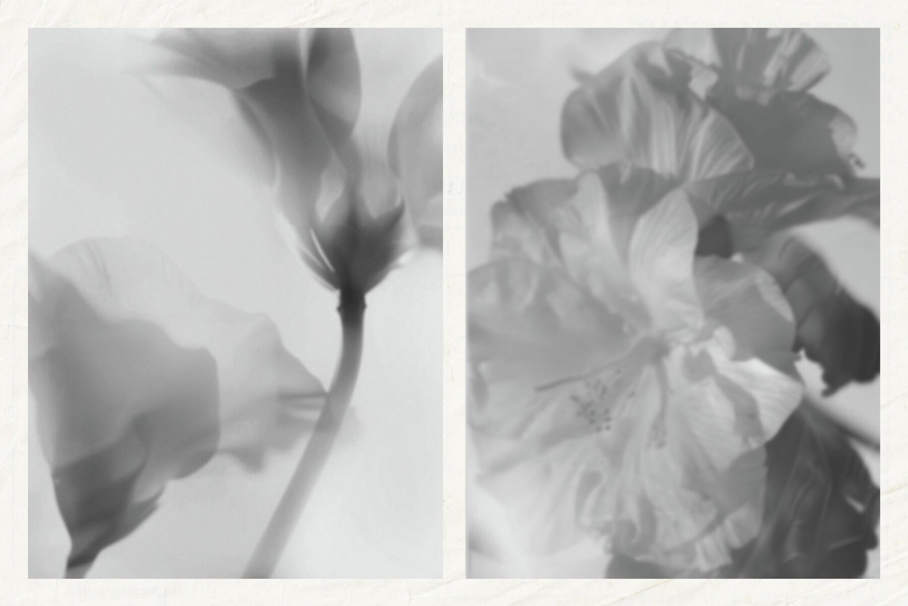 Monochrome FLOWERS 2