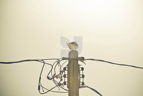 Birds & Wire