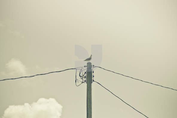 Birds Wire Birds Wire