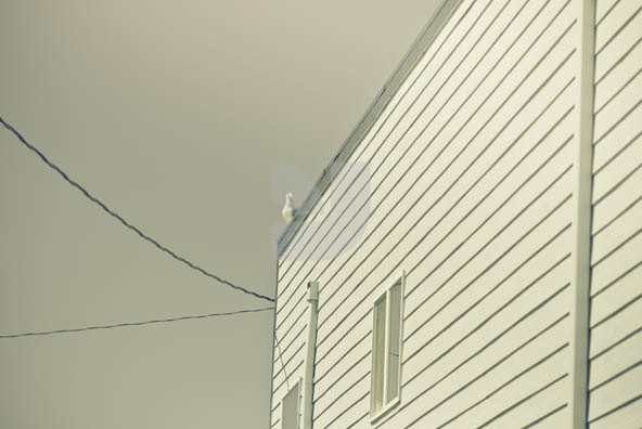 Birds Wire Birds Wire
