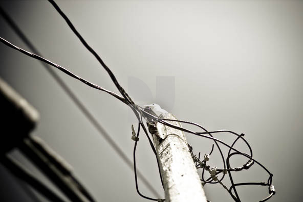 Birds Wire Birds Wire