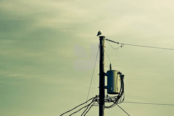 Birds Wire Birds Wire