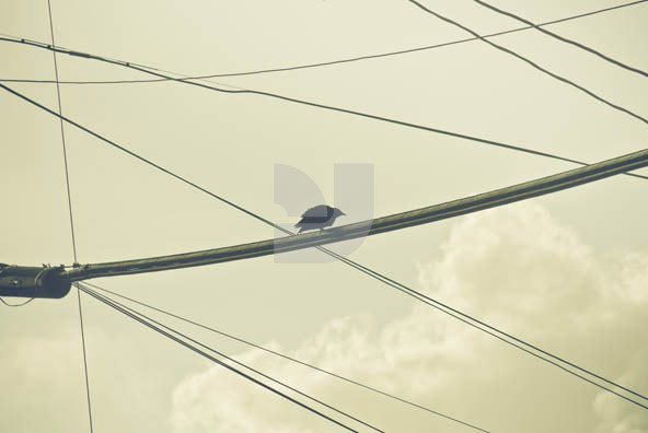 Birds Wire Birds Wire