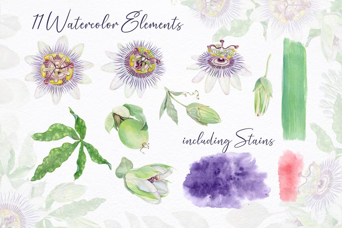 Passion Flower Watercolor Collection 2