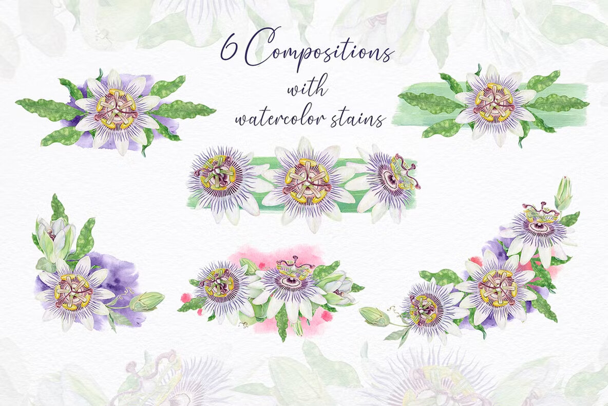 Passion Flower Watercolor Collection 5