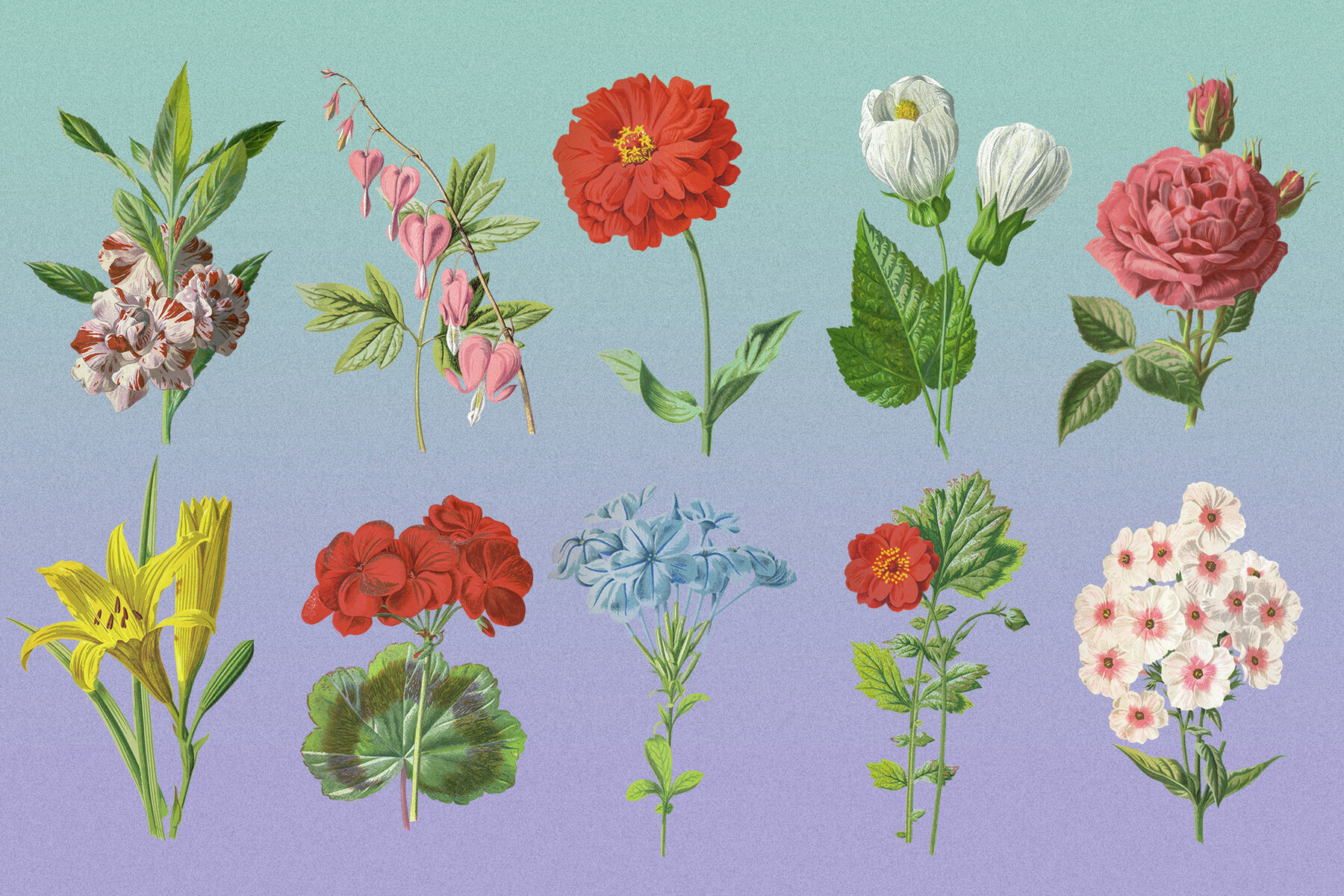 Atlas of Flowers Botanical Art Set 3