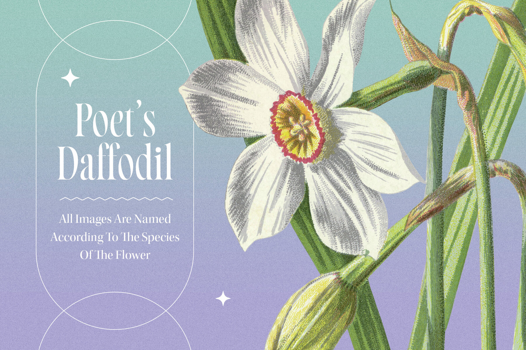 Atlas of Flowers Botanical Art Set 4