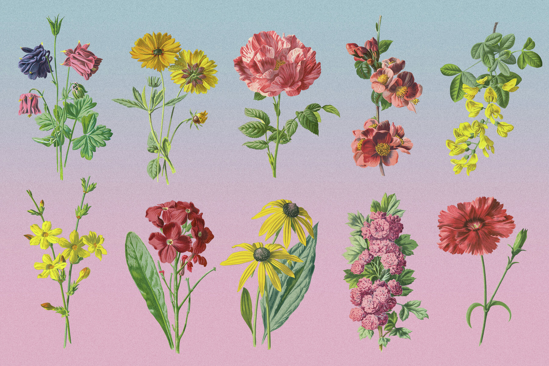 Atlas of Flowers Botanical Art Set 5