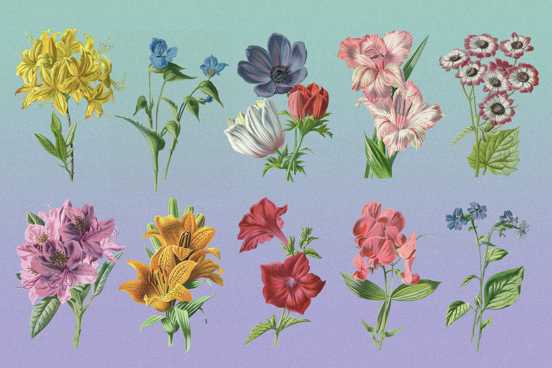 Atlas of Flowers Botanical Art Set 6
