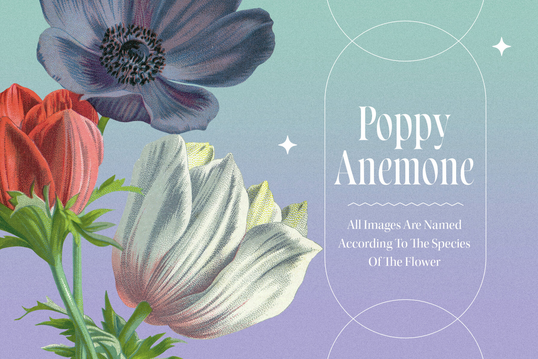 Atlas of Flowers Botanical Art Set 9