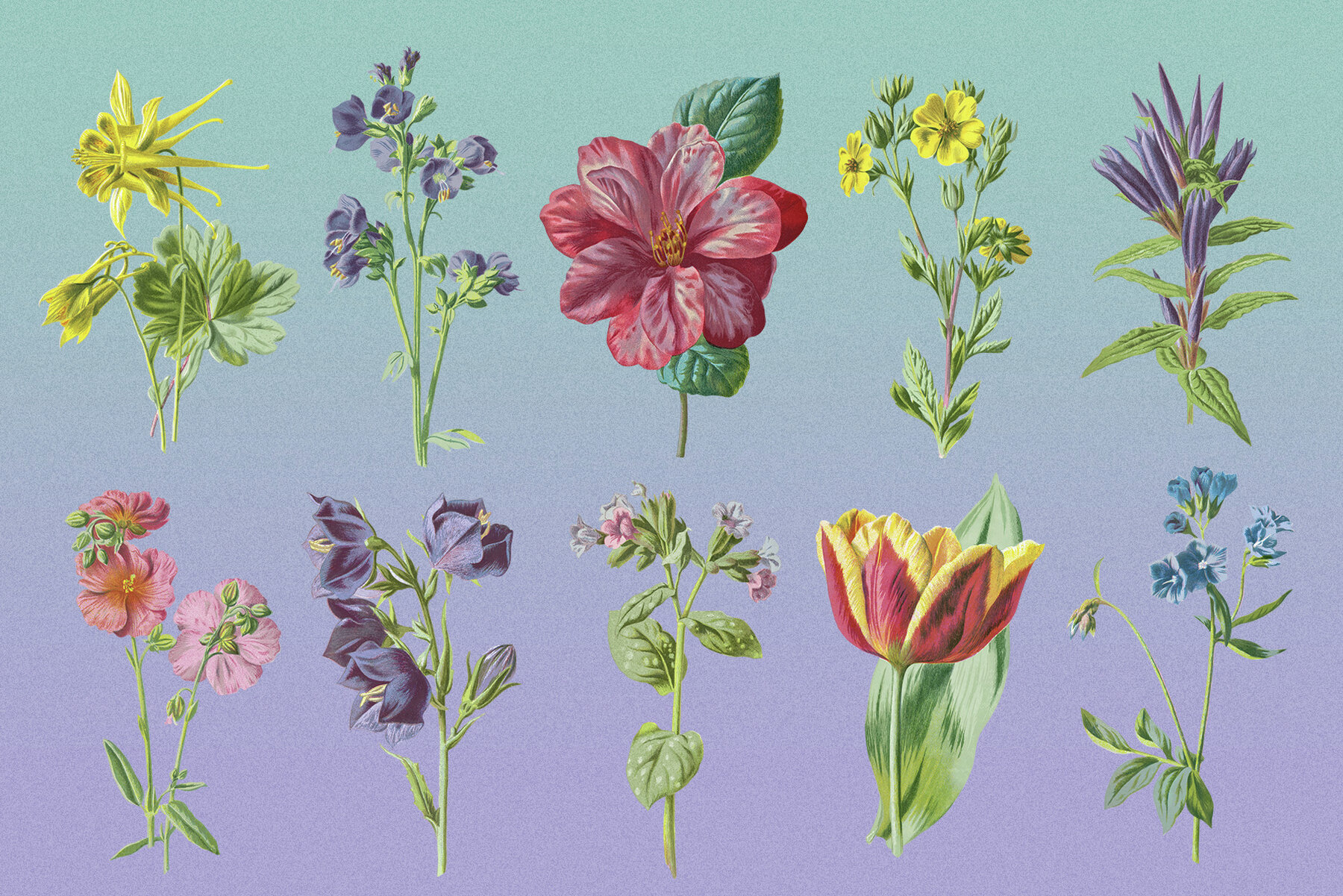 Atlas of Flowers Botanical Art Set 10