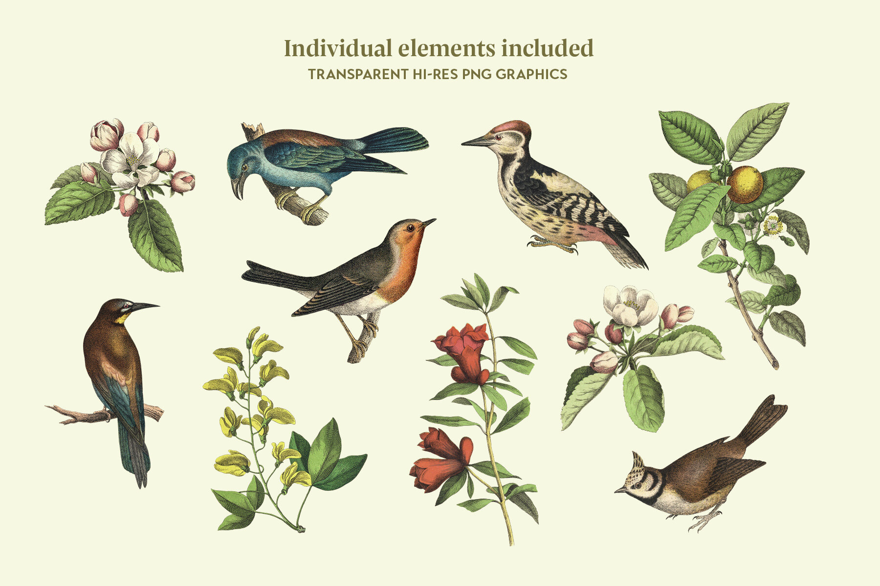 Bird   s Garden Vintage Pattern and Graphics 5