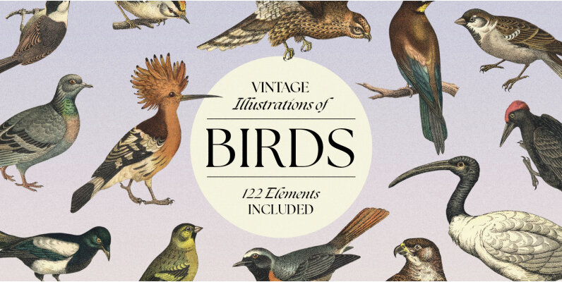 122 Vintage Illustrations of Birds