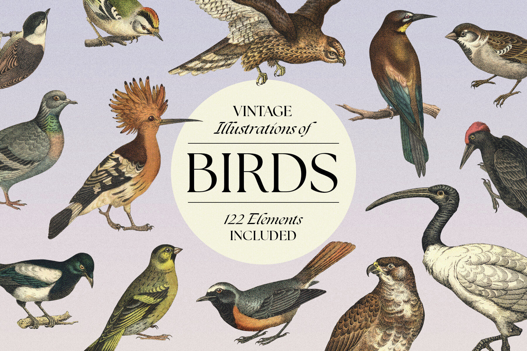 122 Vintage Illustrations of Birds 1