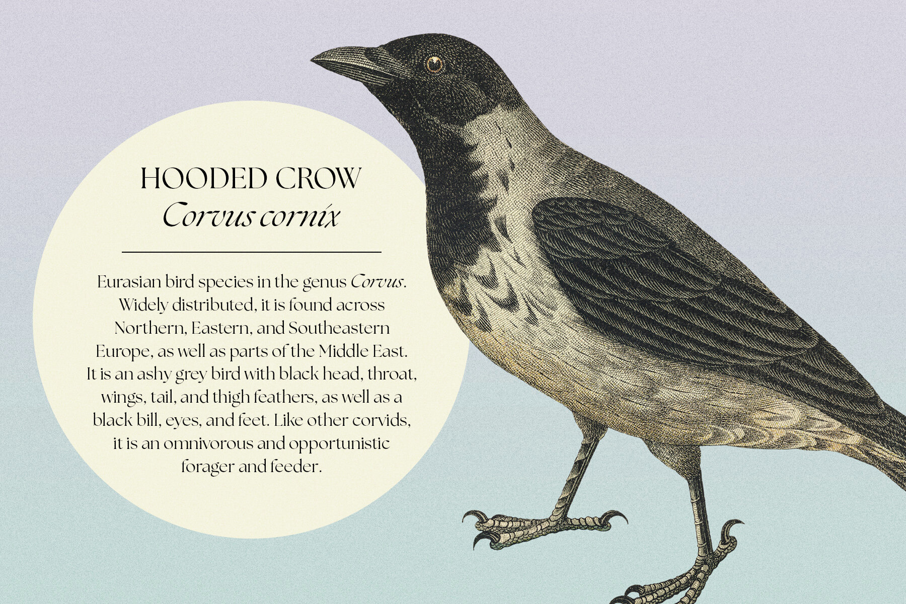 122 Vintage Illustrations of Birds 2