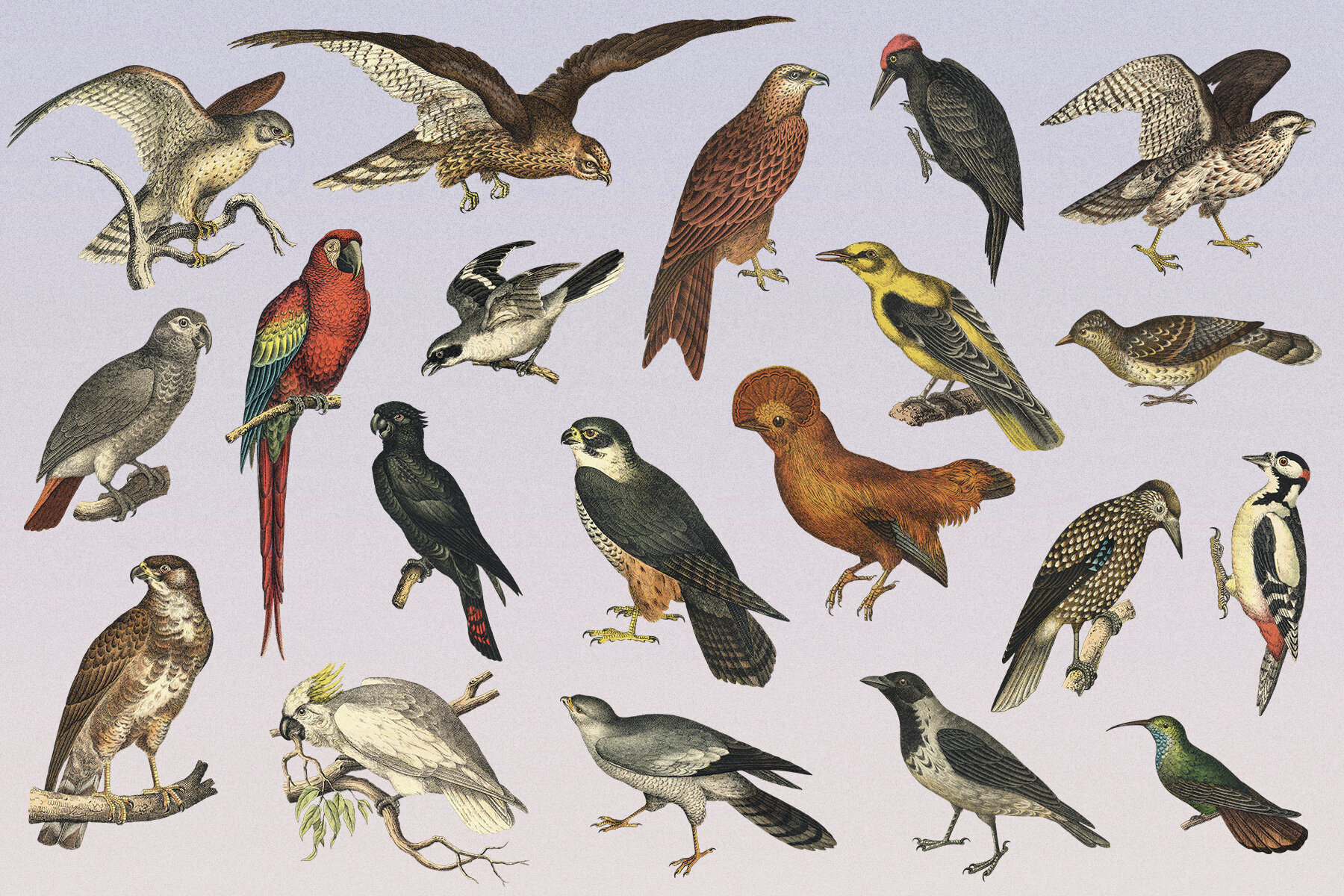 122 Vintage Illustrations of Birds 3
