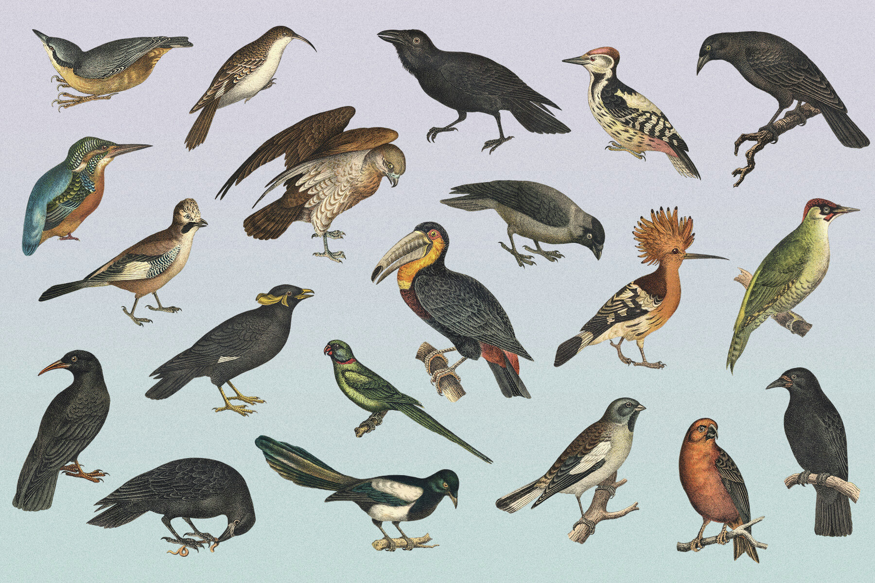 122 Vintage Illustrations of Birds 5