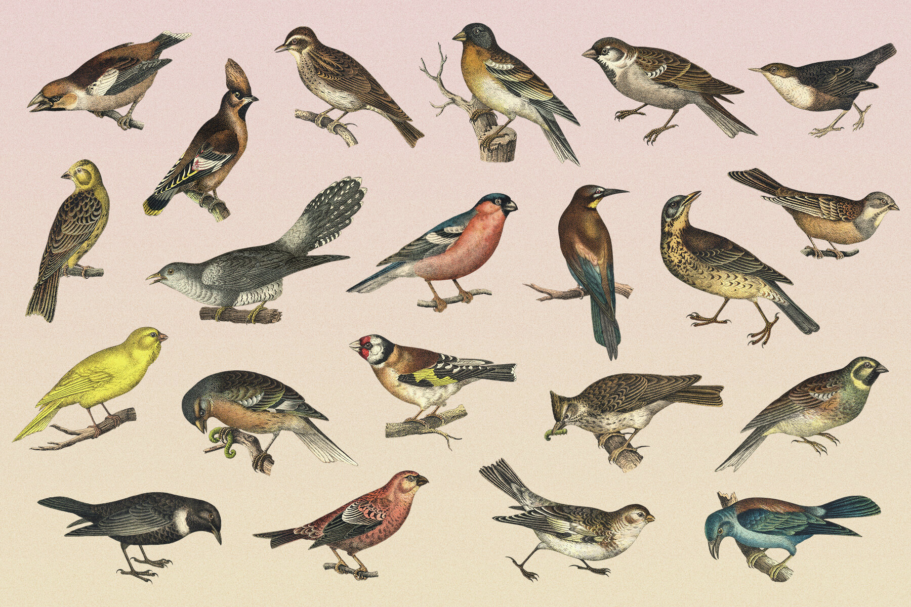 122 Vintage Illustrations of Birds 7