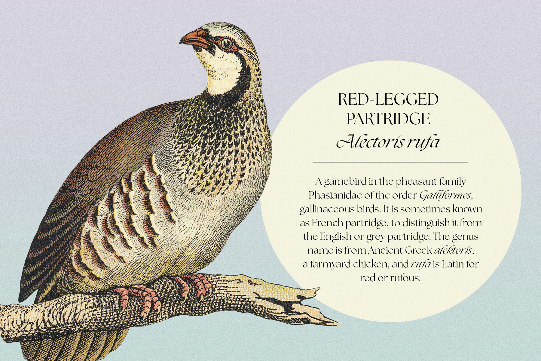 122 Vintage Illustrations of Birds 8