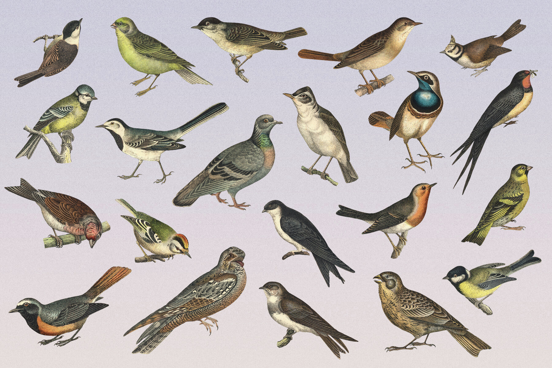 122 Vintage Illustrations of Birds 9
