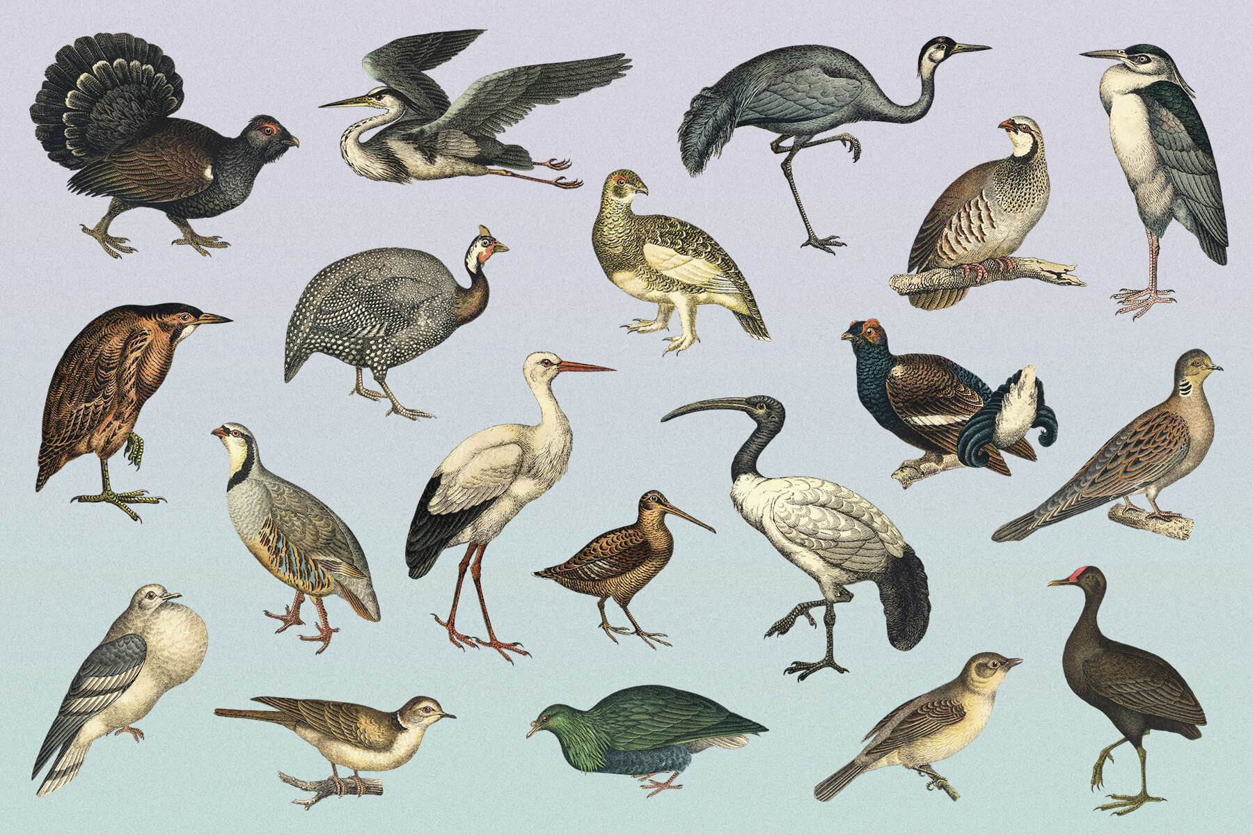 122 Vintage Illustrations of Birds 11