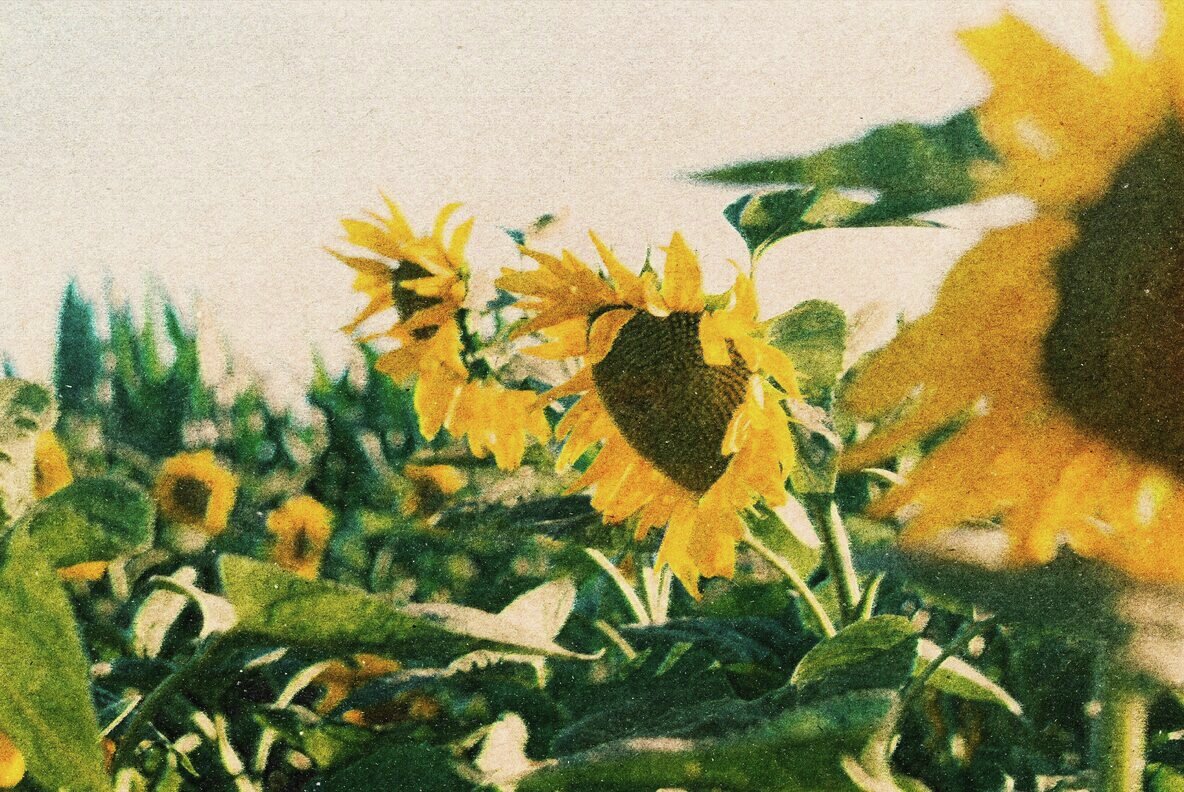 Vintage Postcard Photo Effect 7