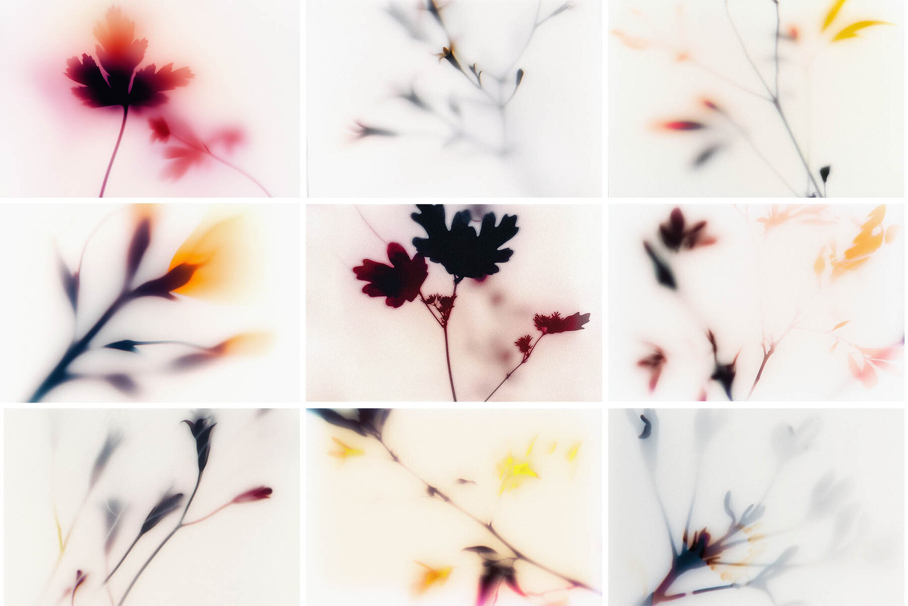 Foggy Flower Collection 4