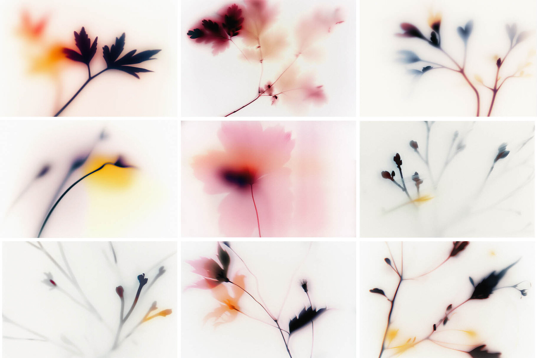 Foggy Flower Collection 7