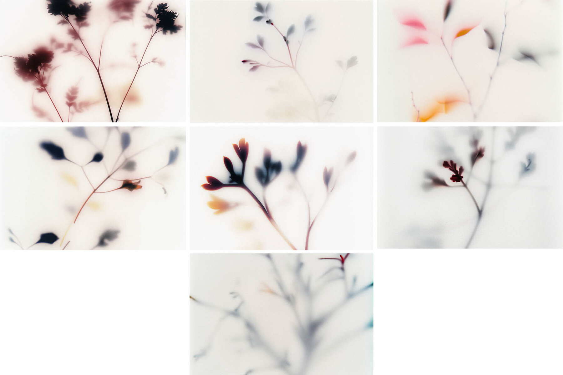 Foggy Flower Collection 9