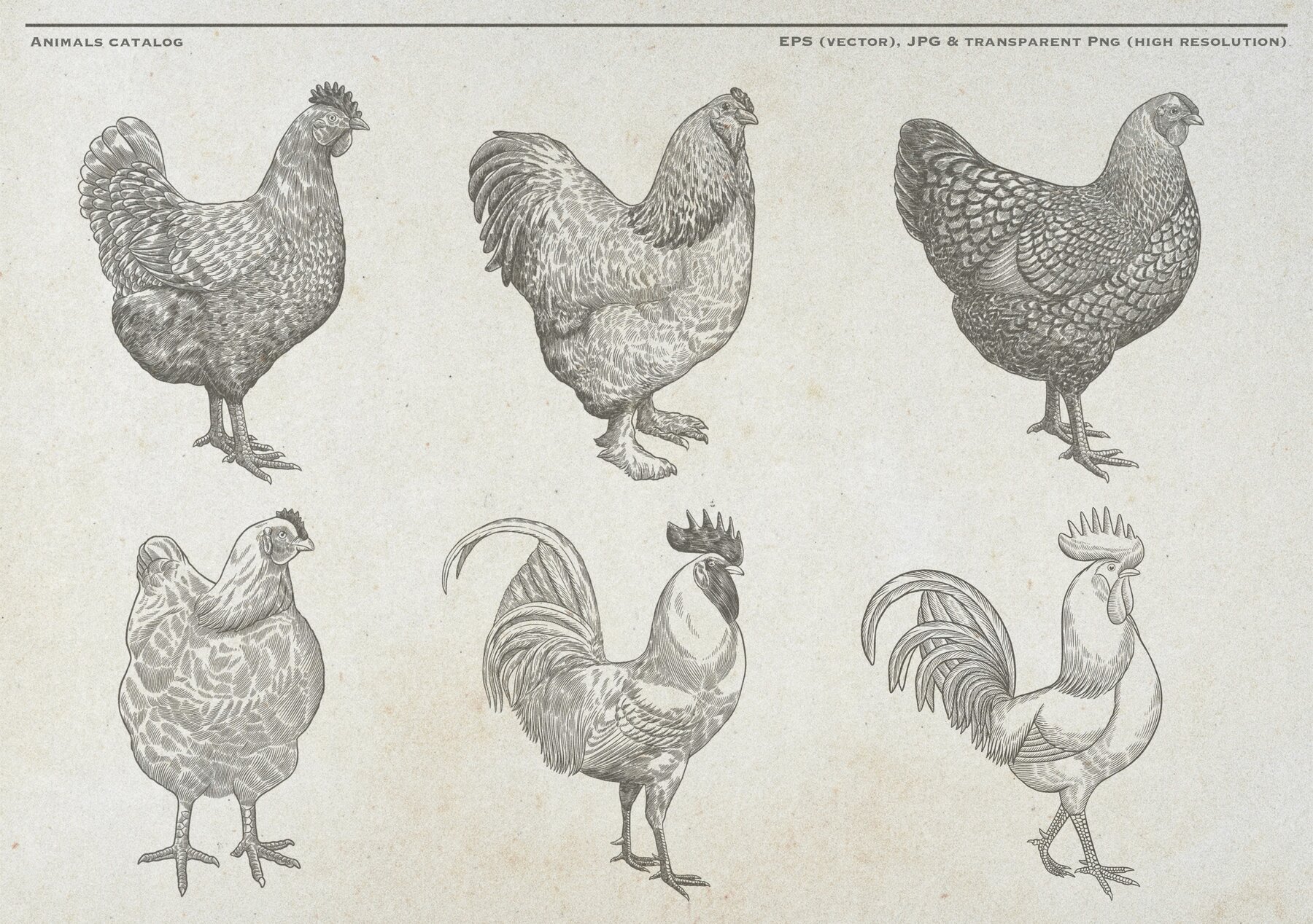 Poultry Farm Animal Vintage Illustration 5