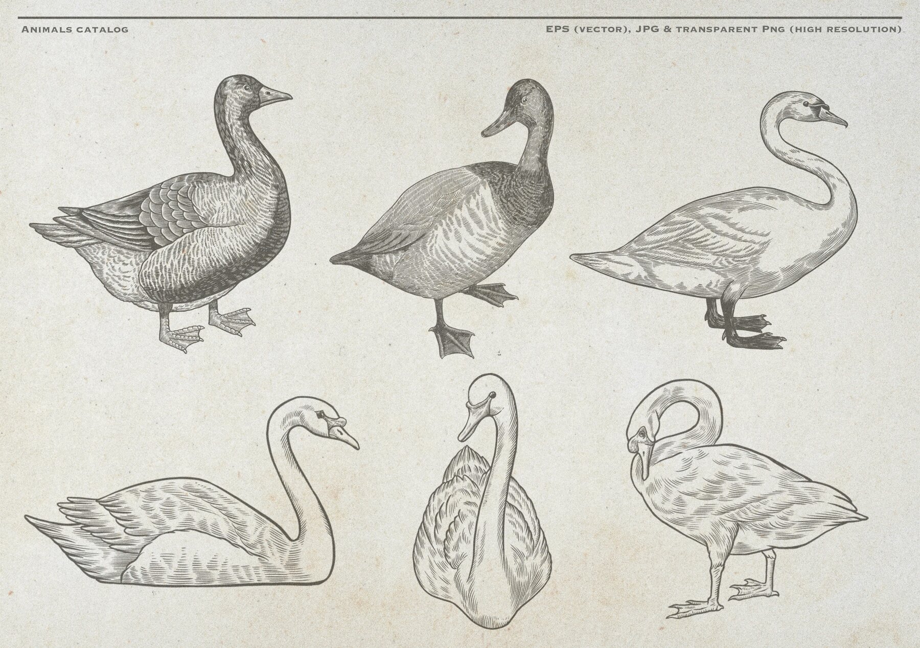 Poultry Farm Animal Vintage Illustration 6