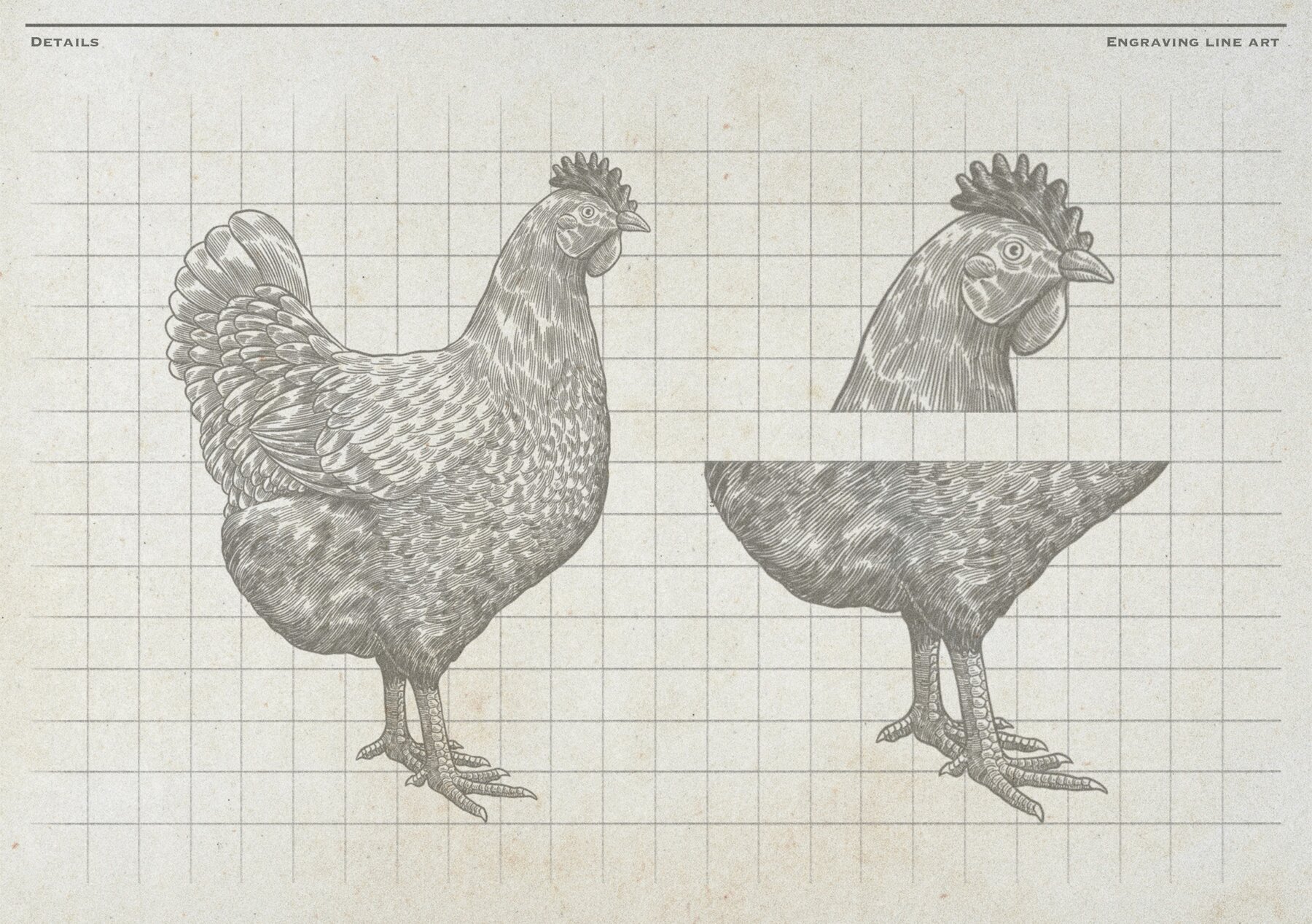 Poultry Farm Animal Vintage Illustration 7