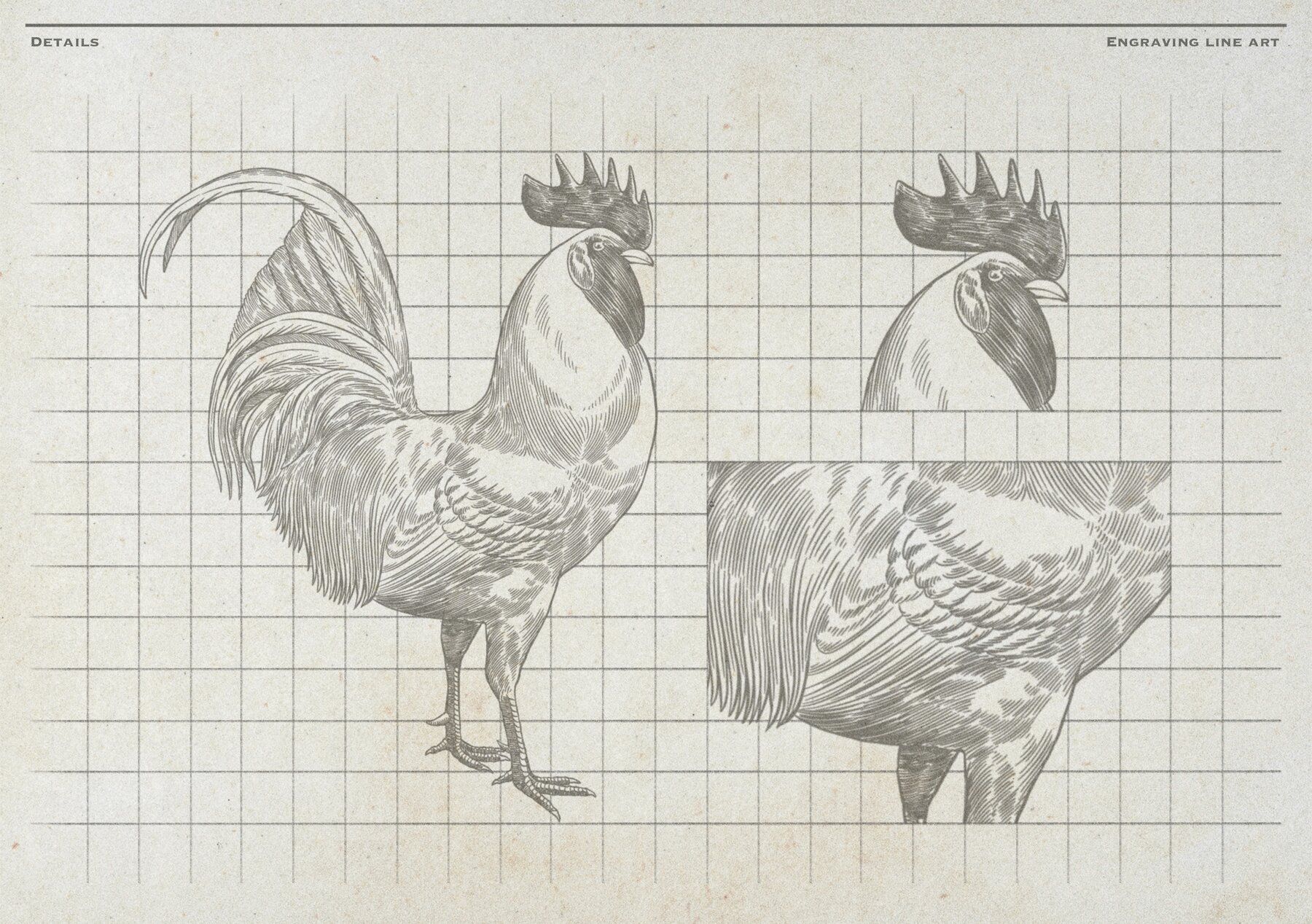 Poultry Farm Animal Vintage Illustration 8