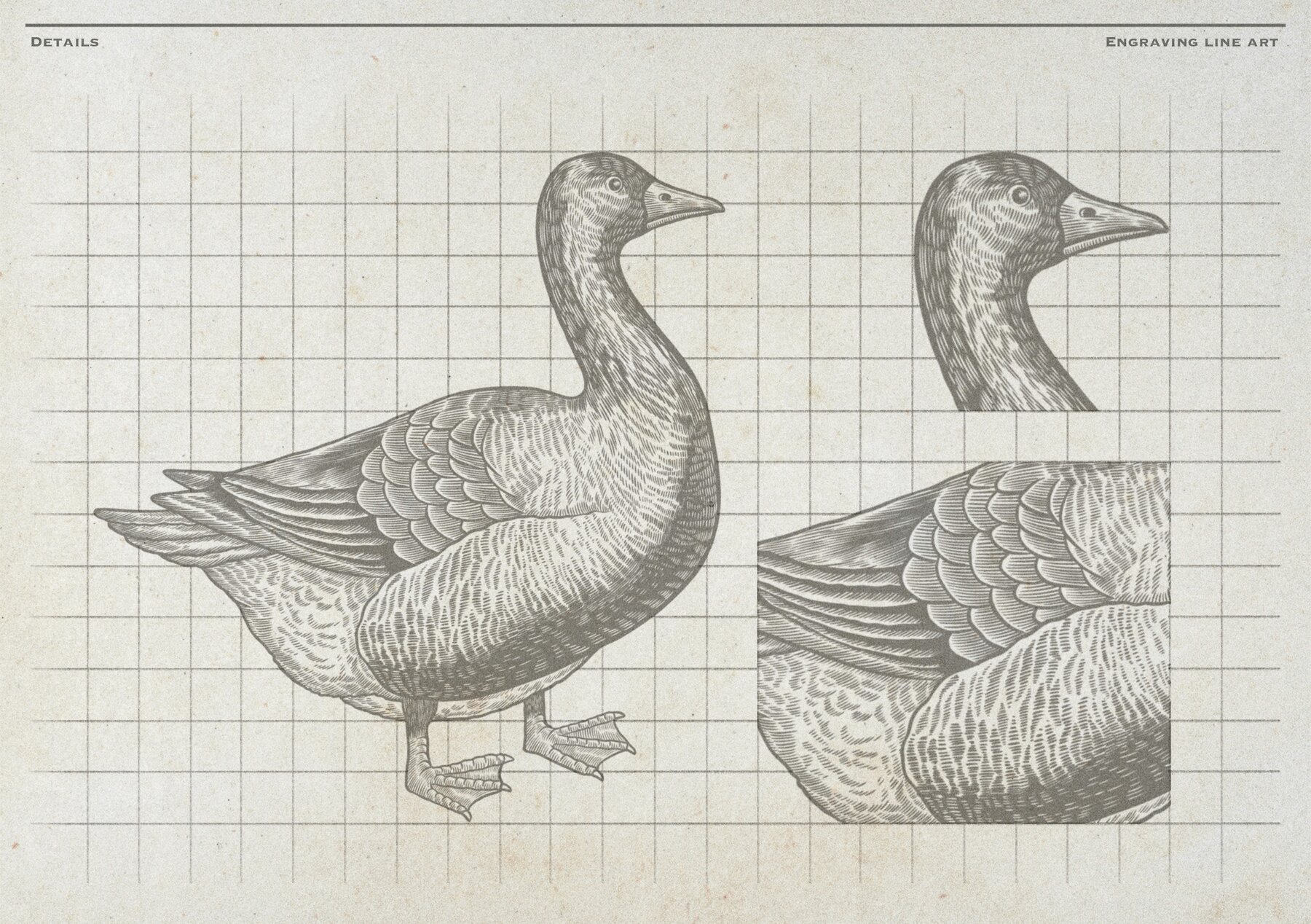 Poultry Farm Animal Vintage Illustration 9