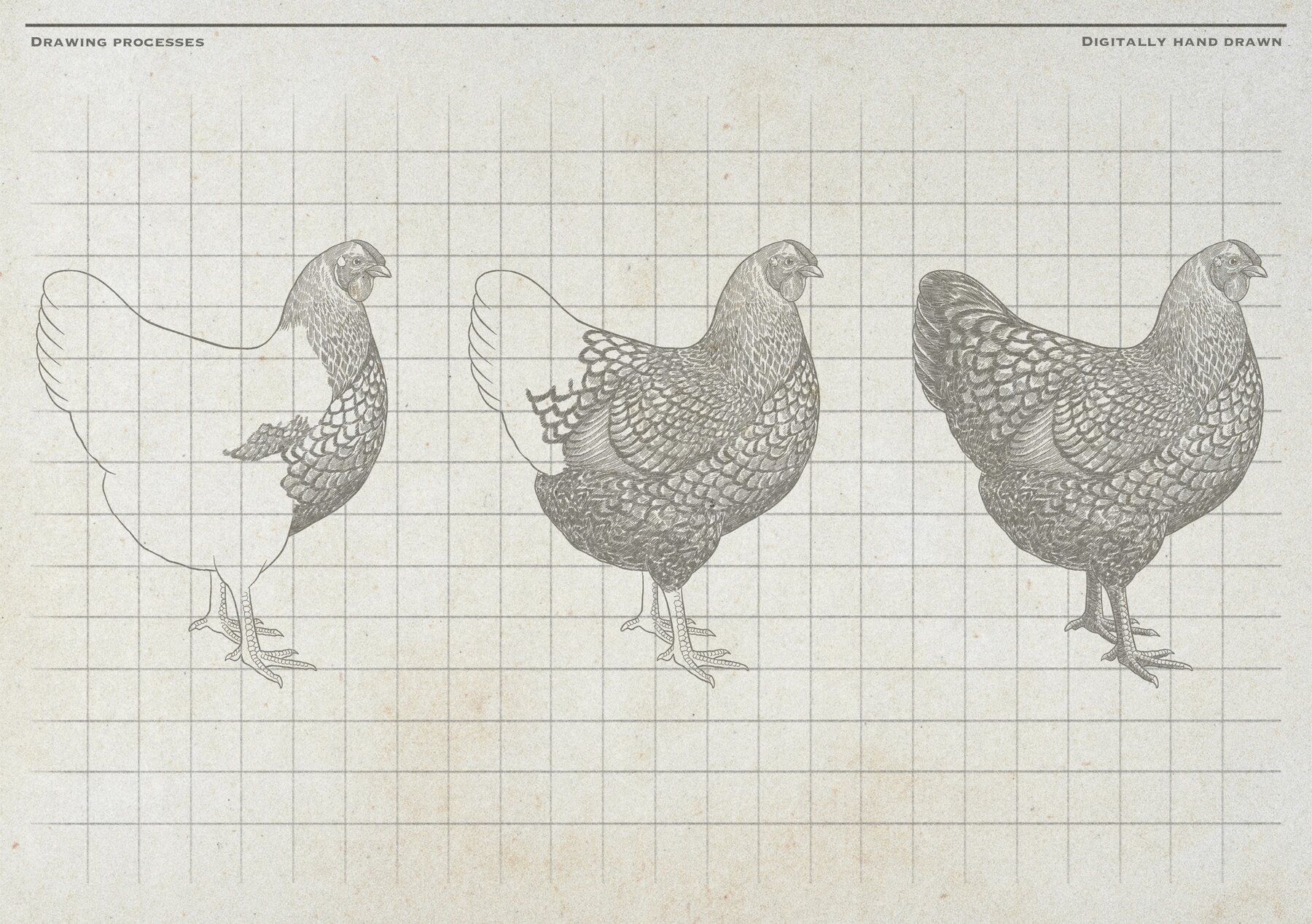 Poultry Farm Animal Vintage Illustration 10