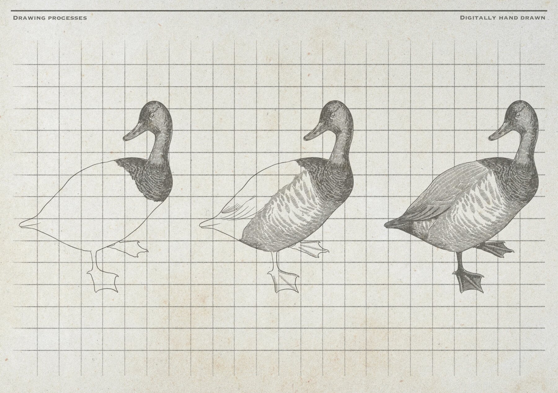 Poultry Farm Animal Vintage Illustration 11