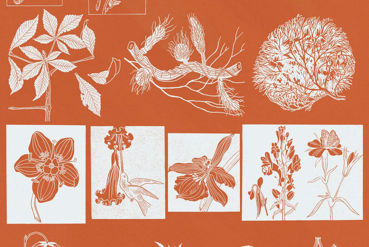 Botany and Snakes 21