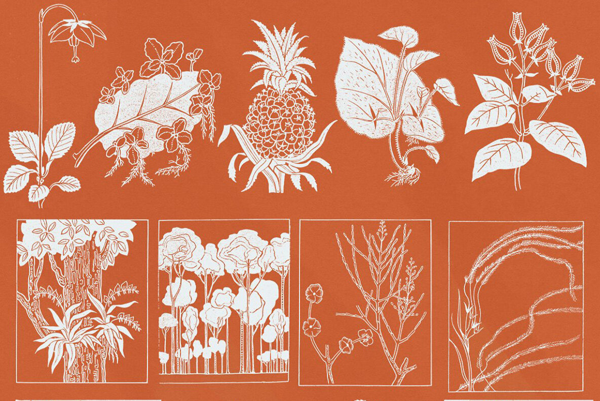 Botany and Snakes 22