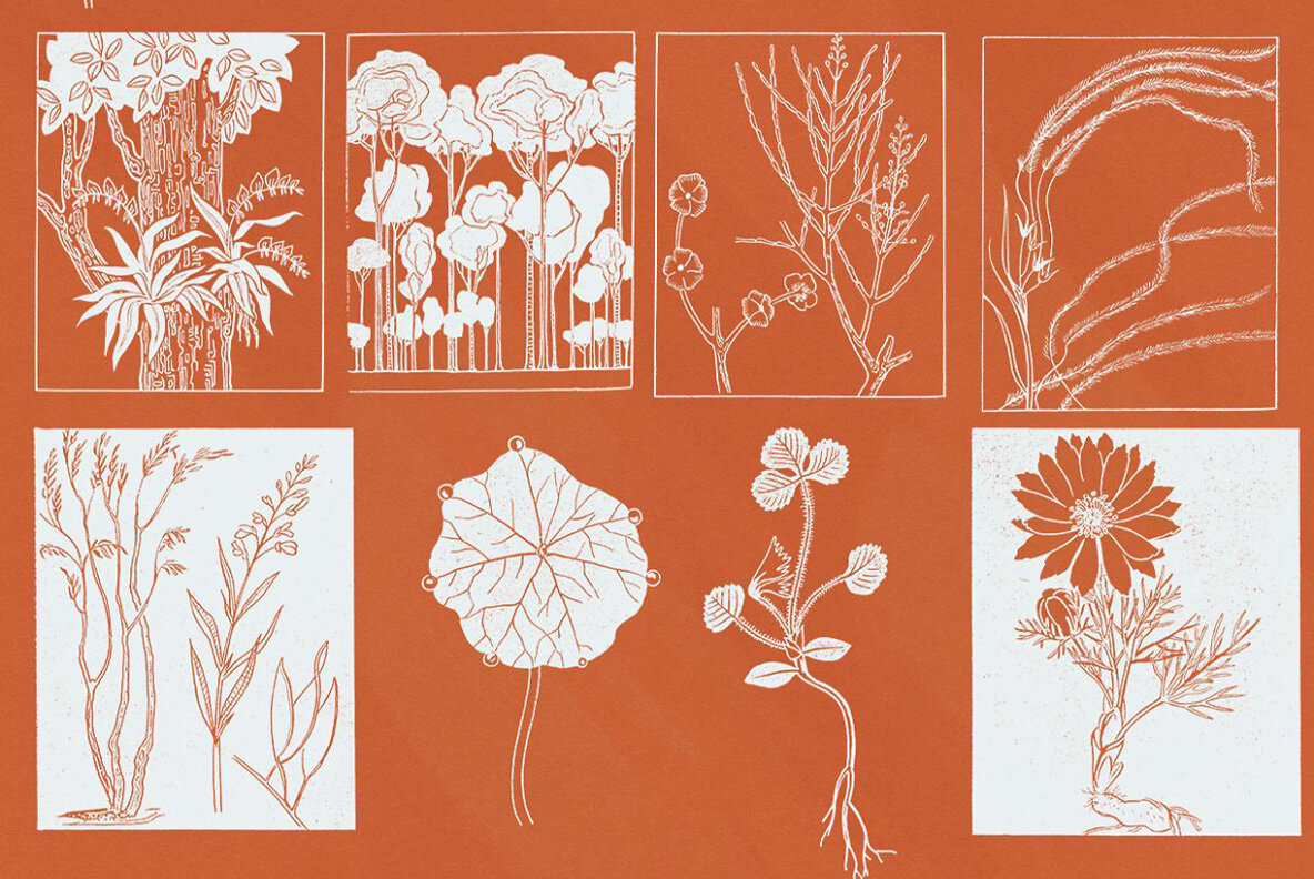 Botany and Snakes 23