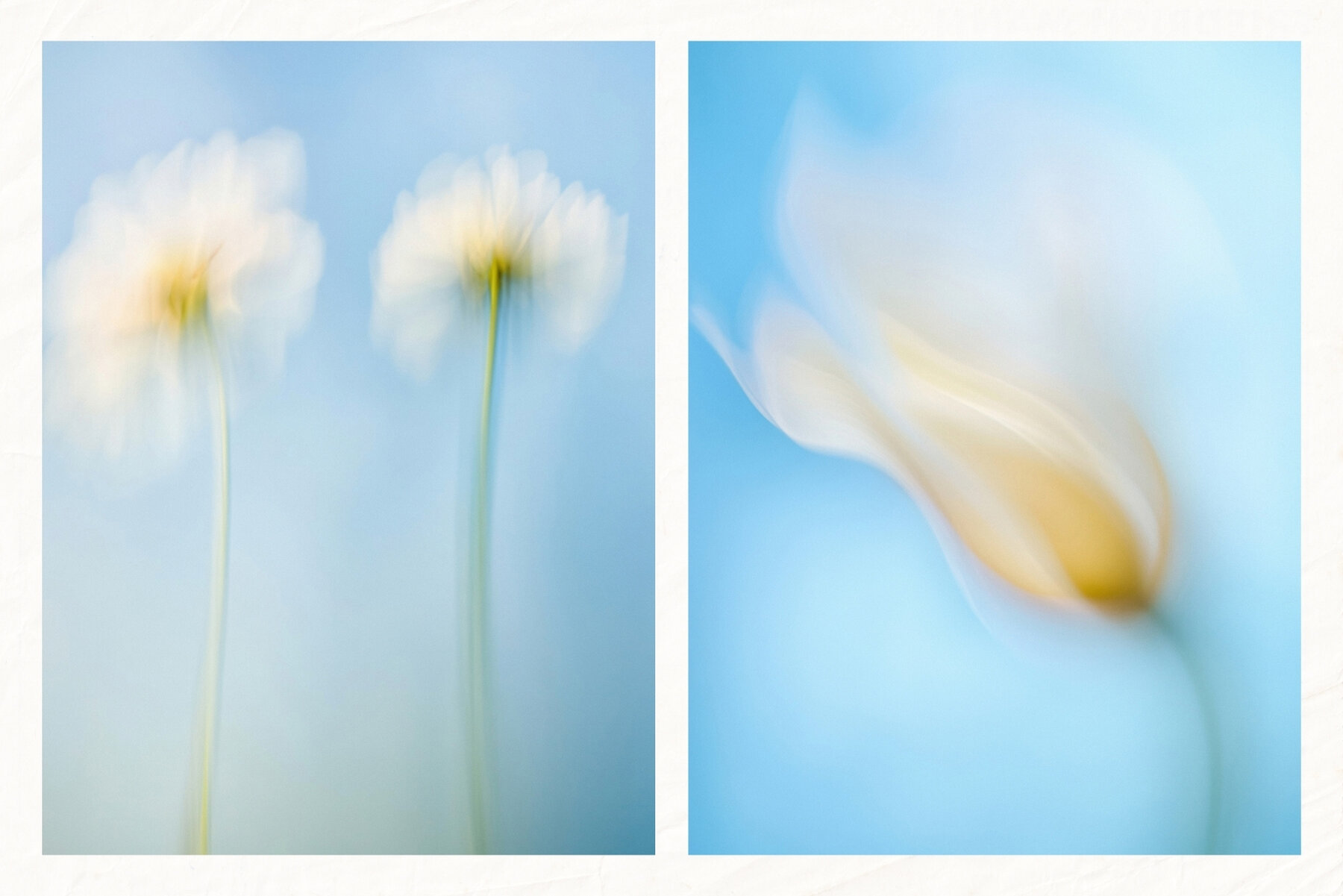 30 Soft Blurred Florals Backgrounds 4